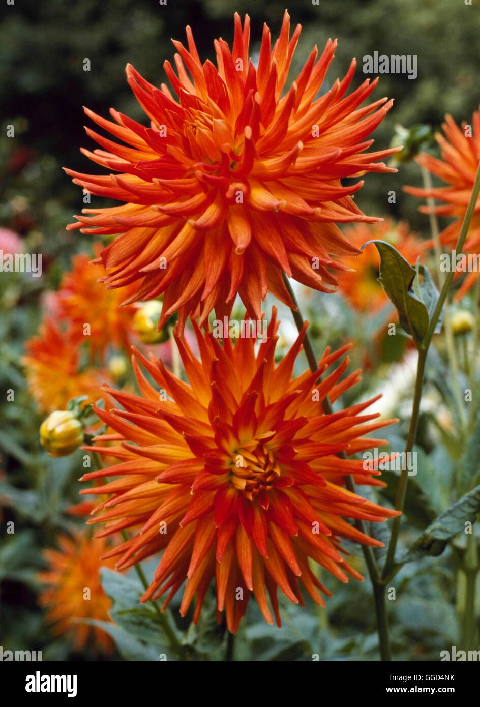 Dahlia - `Biddenham Sunset' - (Medium Semi-cactus)   BUL038291 Stock Photo